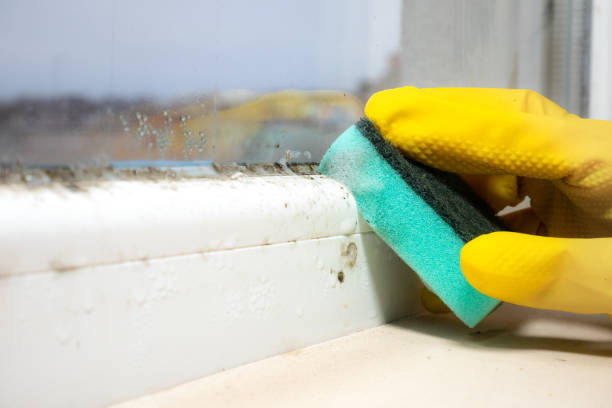 Best Office Mold Removal Services  in Sutton, NE
