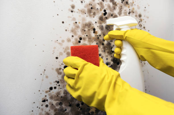 Best Commercial Mold Removal  in Sutton, NE
