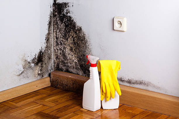 Attic Mold Removal in Sutton, NE